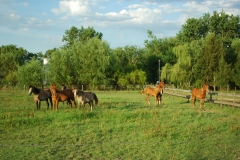 Atardeceres y caballos en la estancia