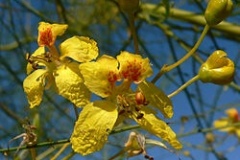 Flores en la cinacina