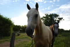 Nuestros caballos