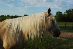 Nuestros caballos